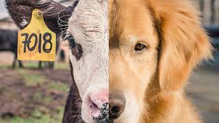 Speciesism | Wikipedia audio article