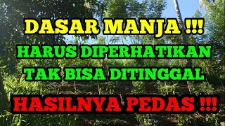 TERASA SEPERTI URUS ANAK. PERAWATAN TANAMAN CABE RAWIT. BERSIH-BERSIH BIAR SEHAT.