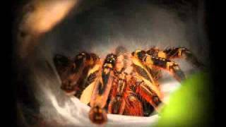 P. ornata sac! 12_5_10