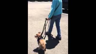 Walkabout front amputee harness xsmall