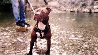 Albanian Pitbull