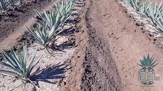 Nquen Azul  CUIDADO Y MANTENIMIENTO