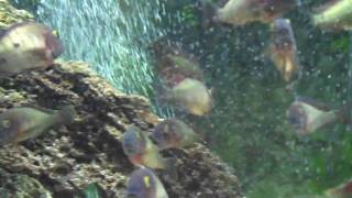 Tropheus Lufubu - Purple Rainbows