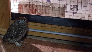 Сова топ-топ-топ! На это можно смотреть бесконечно. Не удержалась