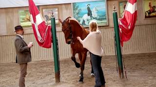 Academic Art of Riding/ Bongo & Greetje clinic Bent Branderup| Human & Horse Academy