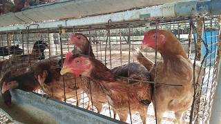 அதிக லாபம் தரும் நாட்டுக்கோழி வளர்ப்பு/Nattu Kozhi Valarpu