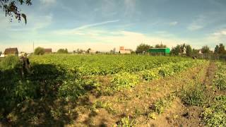 Уборка картофеля: Срезка ботвы. / Harvesting potatoes. Cutting of foliage.