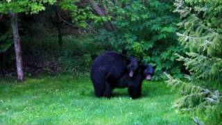 Black Bears Mating 2010