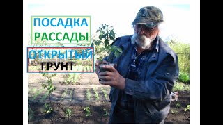 Высоко рослые помидоры с закрытой корневой системой посадка в открытый грунт