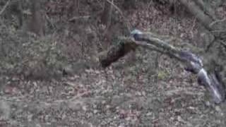 Illinois P&Y Deer Harvest