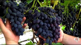 Виноград Кодрянка. Сорт селекции Виерул (Молдова). Виноград 2017.