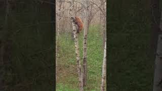 Black Bear Chases Brown Bear up Tree