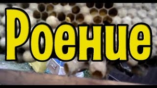 Роение| Выход из роевого состояния| Метод № 2| Мёда нет, а пчёлы роятся!
