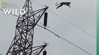 Watch a Monkey Defy Physics in Spectacular Tower Jump | Nat Geo Wild