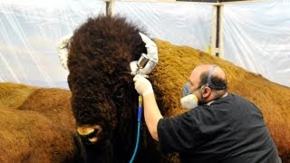 Recoloring the Animals in the Dioramas