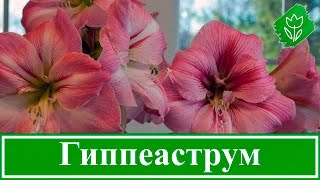 Уход за гиппеаструмом в домашних условиях