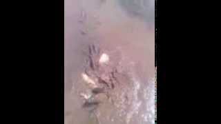 сорок САЗАНОВ за ТРИ часа удачная РЫБАЛКА В СЫРДАРЬЕ от КАЙРАТА