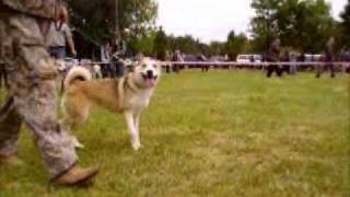 116-я Московская выставка охотничьих собак 2009