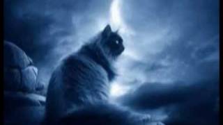 Un gatto nel blu - (Un gato en la oscuridad) - Roberto Carlos