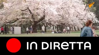 Giappone: lo spettacolo dell’hanami