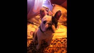 the french bulldog Jabbar