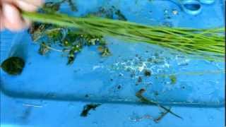 Giant hairgrass (e.montevidensis)