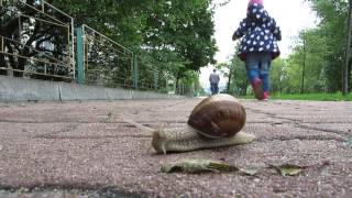 Obolon Kyiv Ukraine Snail  (2 of 2) Оболонь