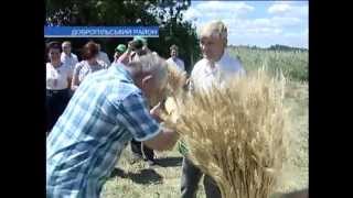День поля, Донецкая обл , Добропольский р н, ООО "Рута Плюс"