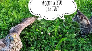 Кошка Морошка учится помогать по хозяйству: ходит кошмарить маленьких сов, мешает кормить ястреба