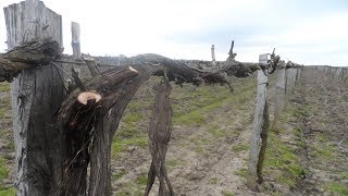 ? обрезка винограда  || Обрезка винограда пошагово