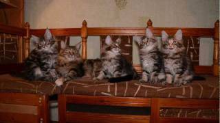 Котята мейн-кун (baby maine-coon) Bartalameo *UA
