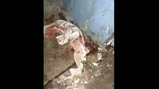 Товарково (смотреть от возраста 18+): Живодеры ЖЕСТОКО убили кота забрызгав весь подъезд его кровью!
