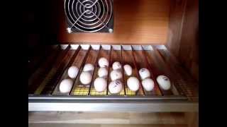 Incubator Fully automatic)