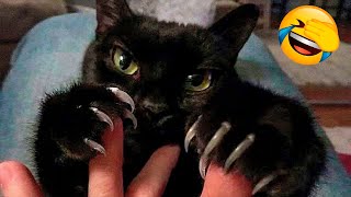 Funniest Animal Videos 2022 ???? - Funny Cats And Dogs Videos ????