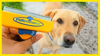 Furminator vs. Labrador