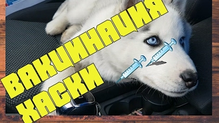 ВАКЦИНАЦИЯ ХАСКИ.