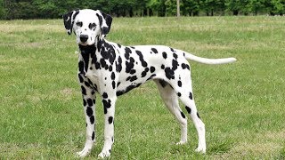 Dálmata / Raza de Perro
