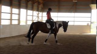 2006 Irish Sport Horse Mare for sale - 16.1hh - Eventing/Dressage