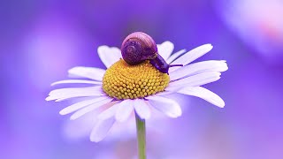 Peaceful Energy Music | Miracle Music 432Hz | Soothing Meditation | Detoxing Your Heart