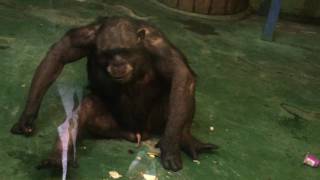 У шимпанзе стоит дилдо (the chimpanzee has a good erection and he plays with it)