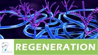 Regeneration