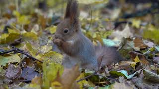 Белка. Небольшая зарисовка / Squirrel. A small sketch