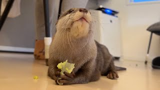 肉食獣のカワウソと猫は決まった野菜しか食べない！？ Carnivorous otters and cats only eat certain vegetables!