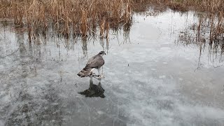 Разочарование и ястреб Сильва