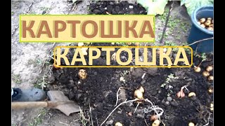 Вот ЭТО урожай КАРТОШКИ