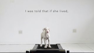 The Pegasus Project