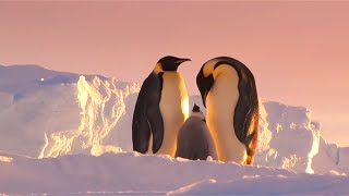 Antarctica: Tales from the End of the World