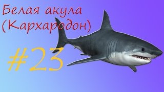 Кархародон (белая акула)
