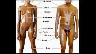 Female & male anatomy