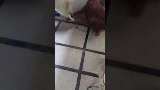 Goat Slaughter on Eid ul Adha 2017 (Part 2)